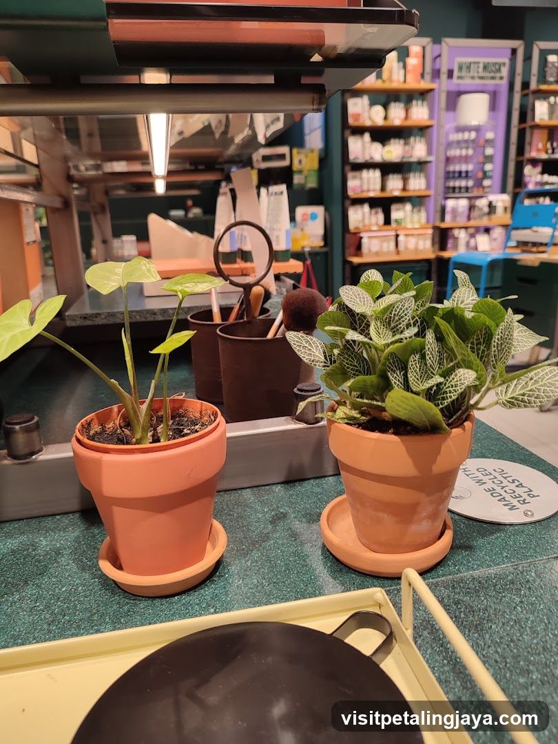 Potted plants on a counter