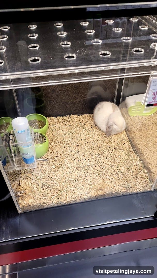 Rabbit in a Pet Store Enclosure
