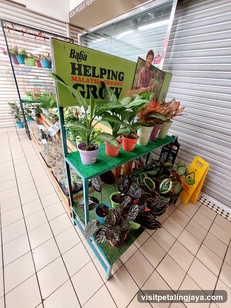 Plants for sale