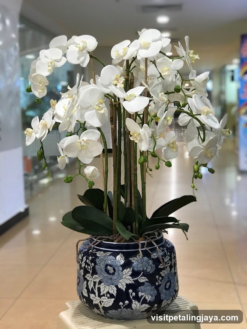 Orchid Arrangement