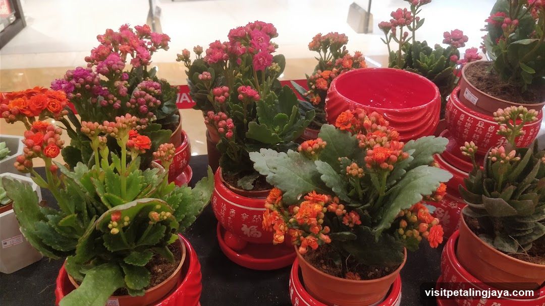 Potted Kalanchoe Plants