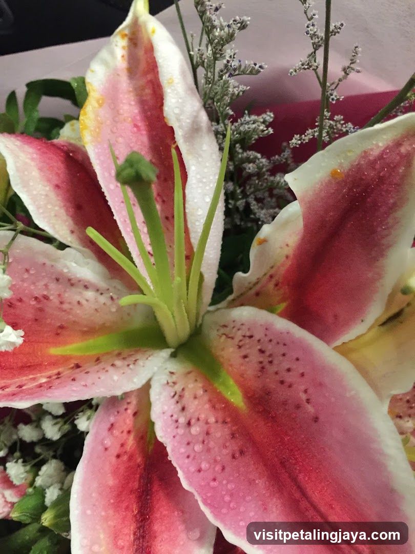 Pink and White Lily with Water Droplets