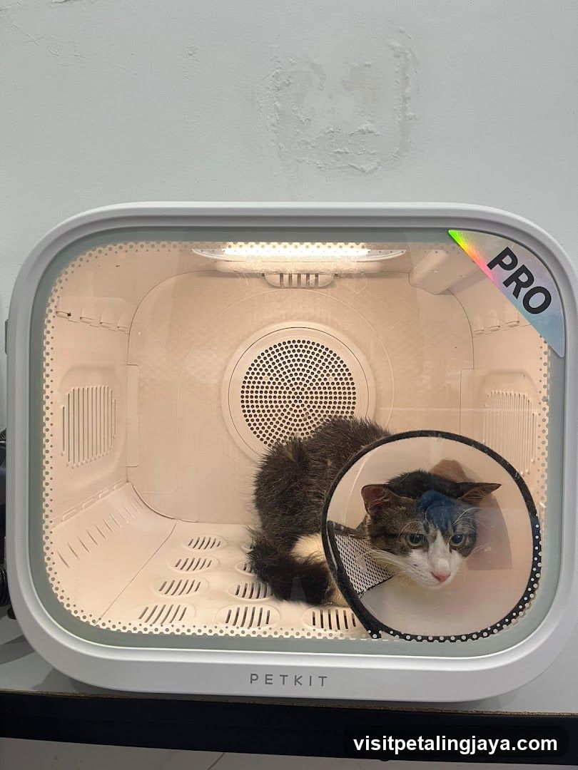 Meowever Cat Centre