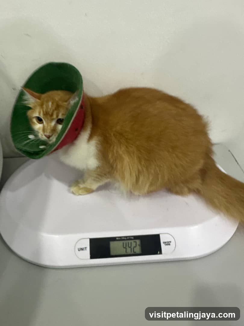 Cat on a scale