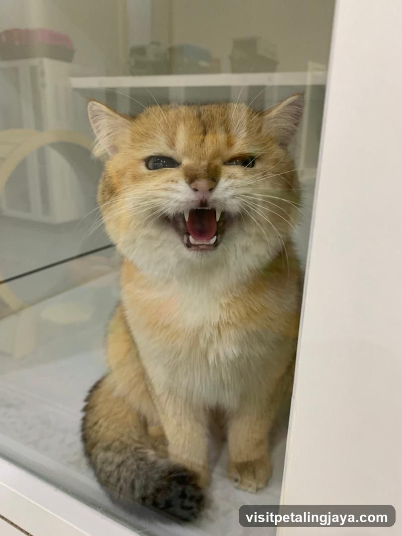 Cat with mouth open