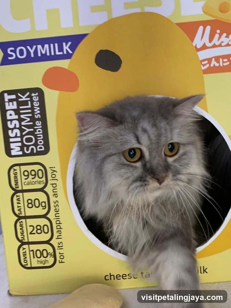 Cat in a Soymilk Box