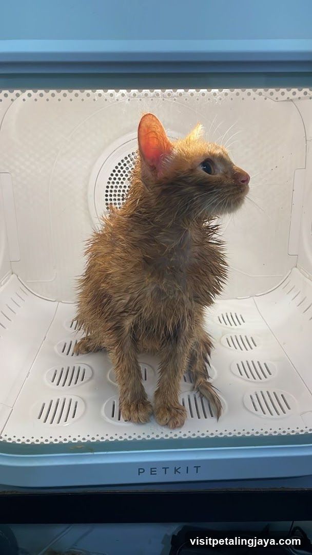 Wet cat in a dryer
