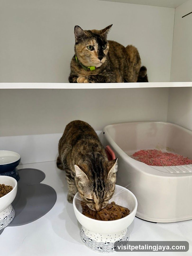 Cats eating and resting