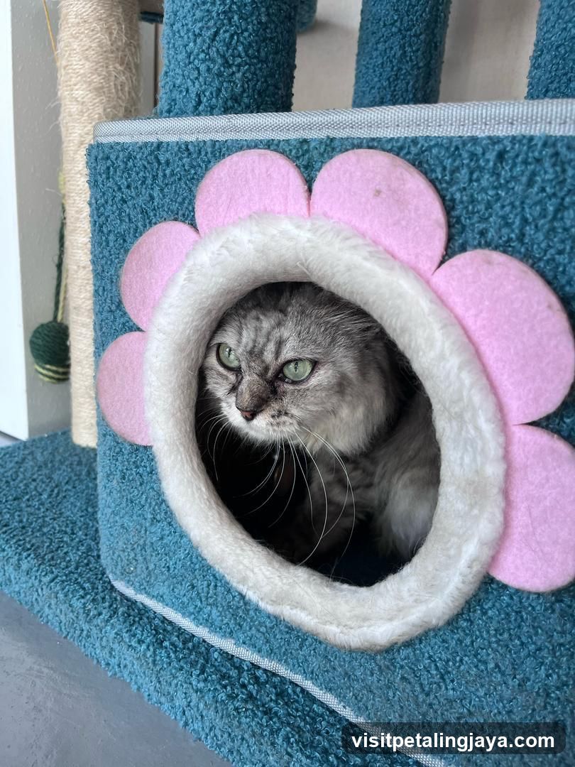 Cat in a flower-shaped bed