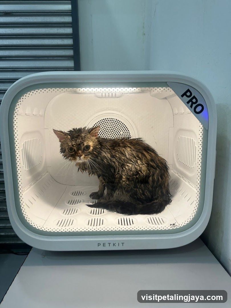 Wet cat in a pet dryer