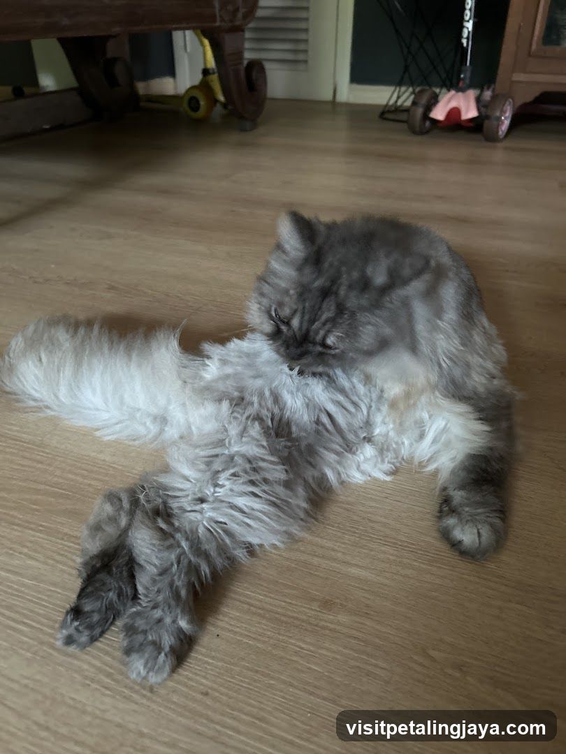 Cat grooming on floor