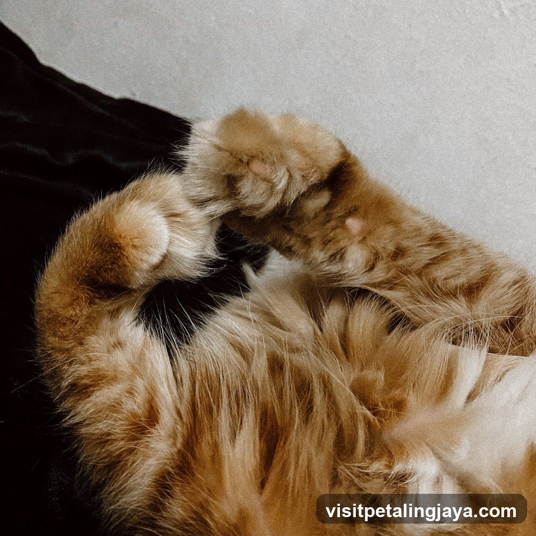 Cat's Paws
