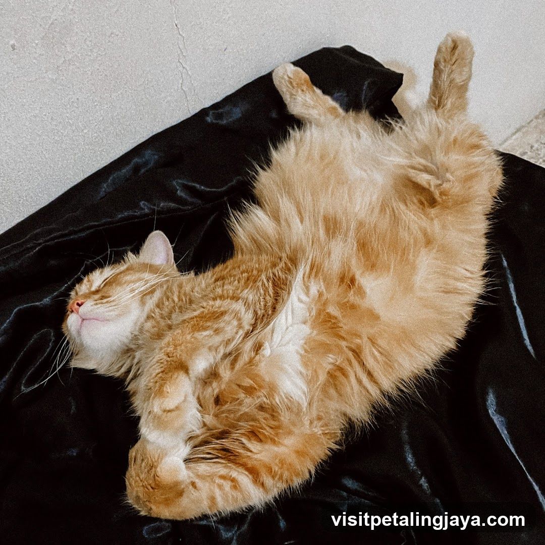 Orange cat sleeping on black fabric