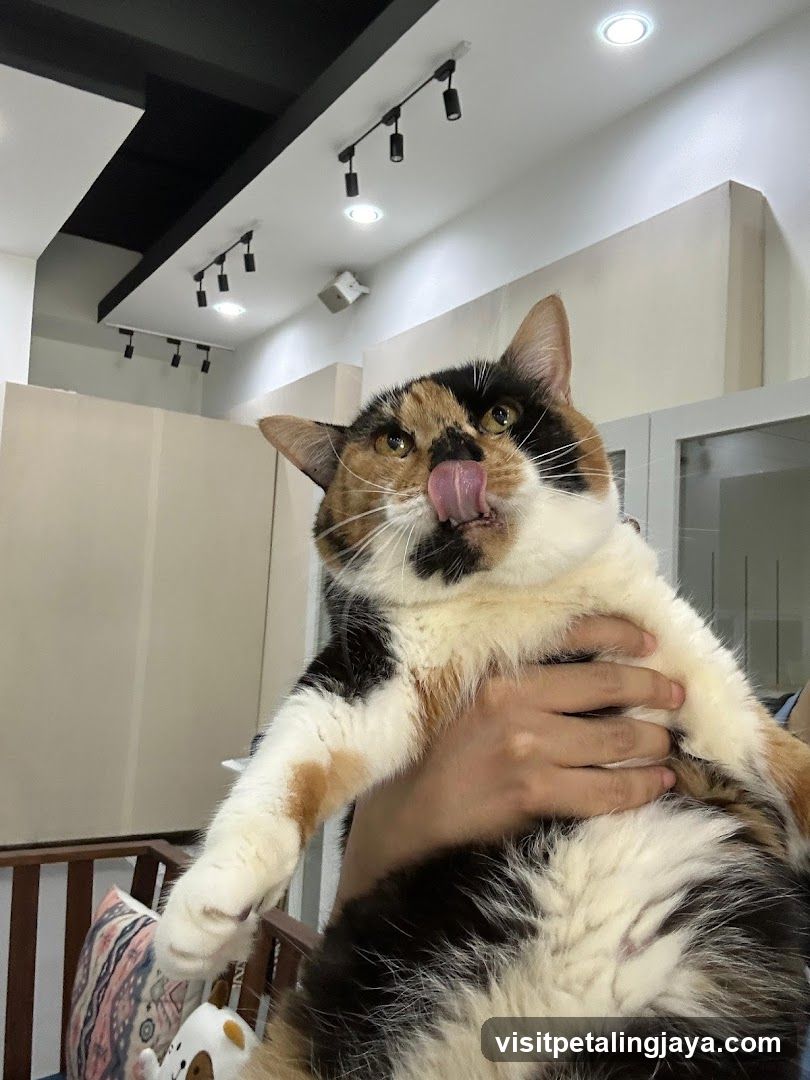 Calico Cat Being Held