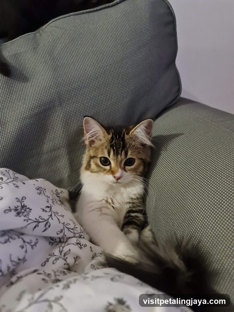 Kitten on a couch