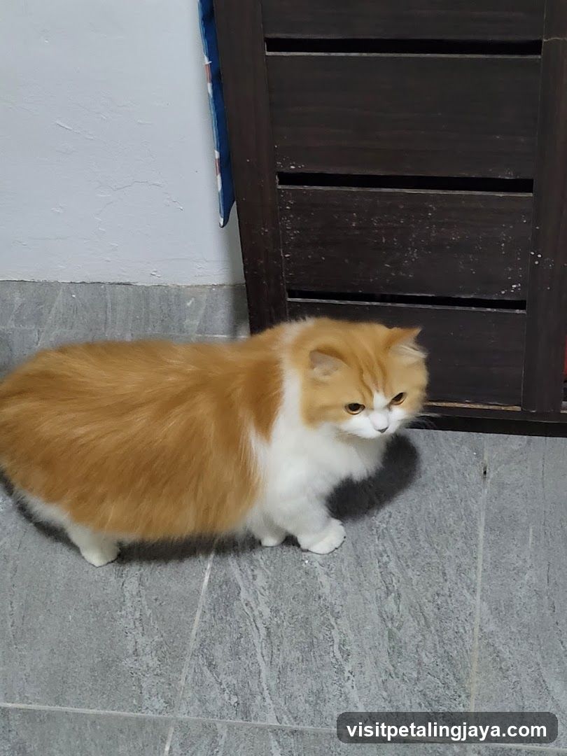 Orange and White Cat