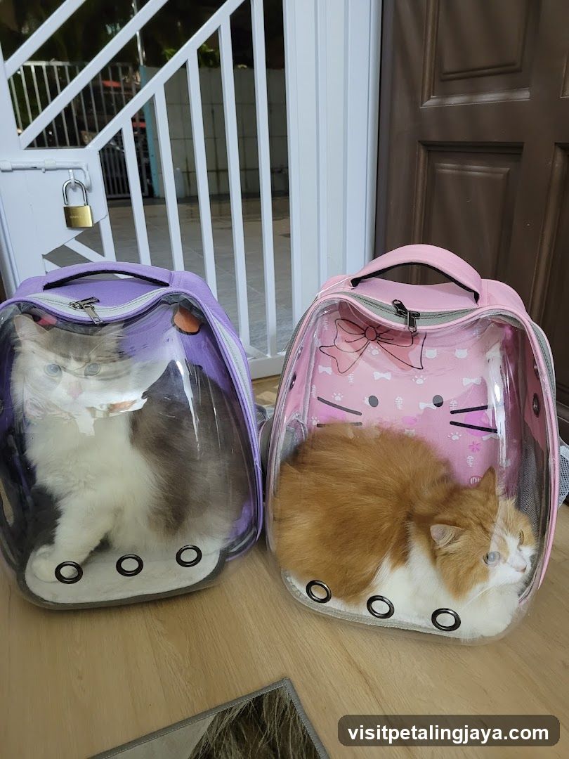 Two Cats in Pet Carriers