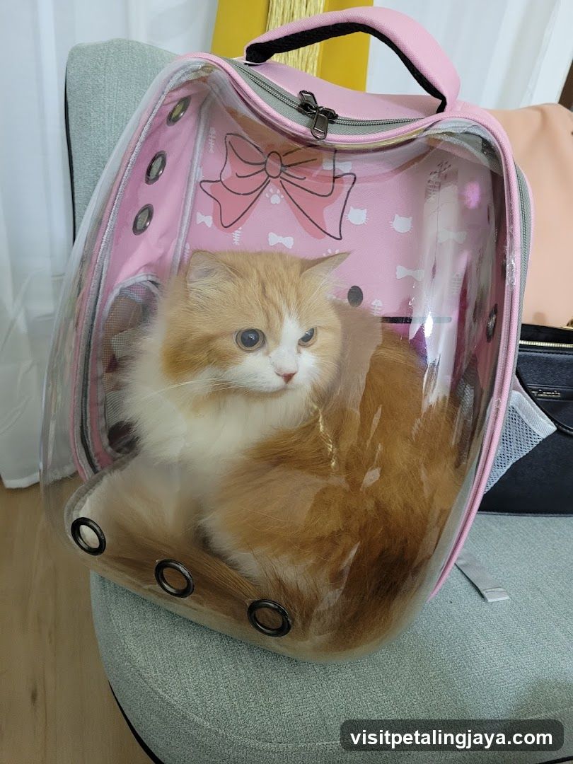 Cat in a Pet Carrier