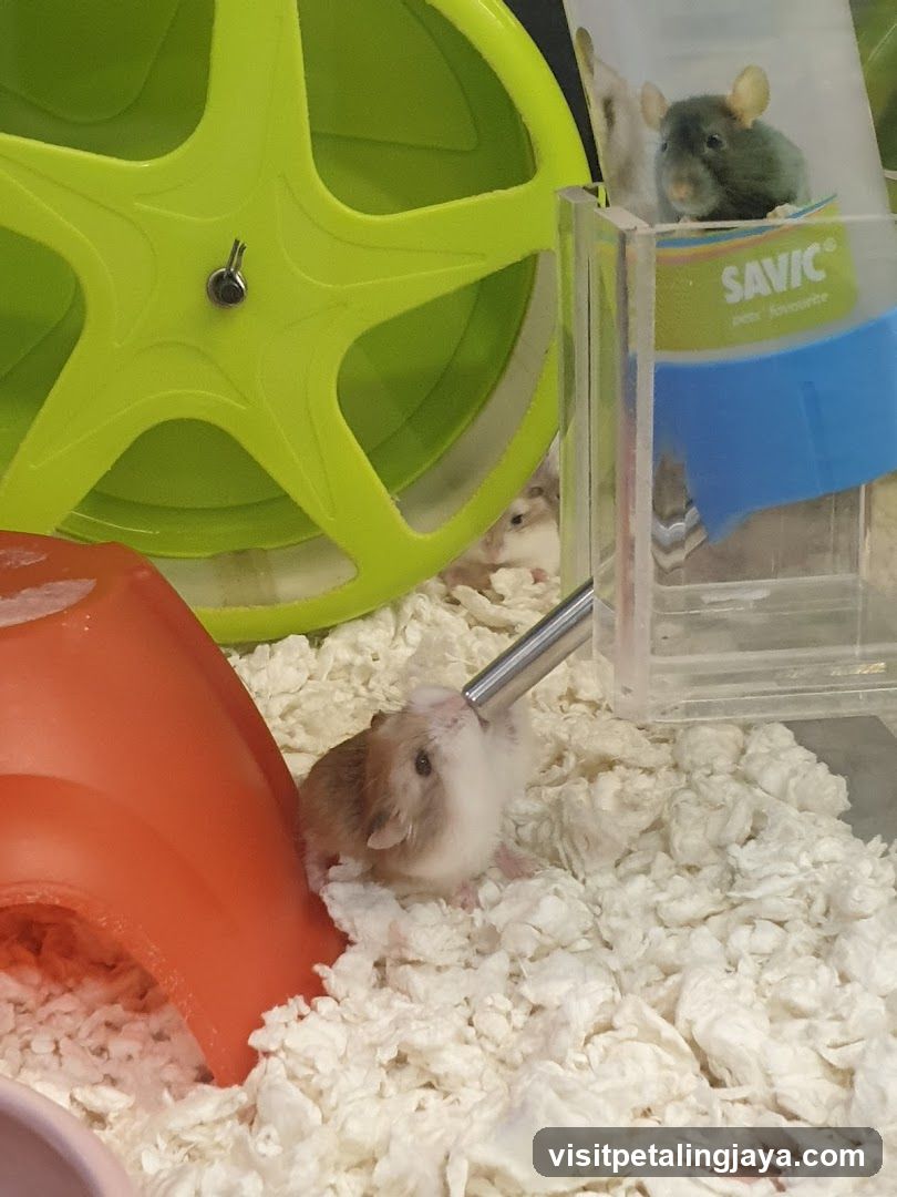 Hamster drinking from a water bottle