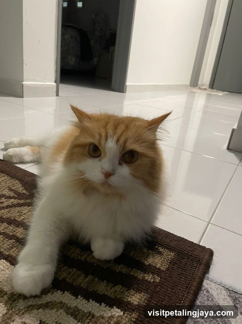 Orange and white cat lying on a rug