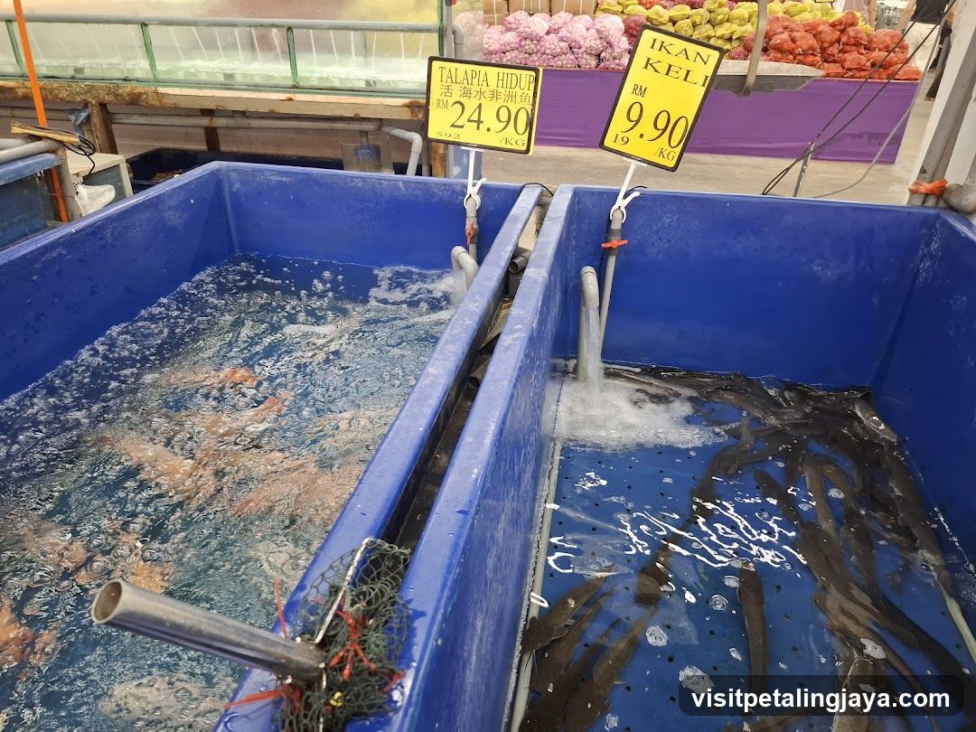 Live Fish Tanks
