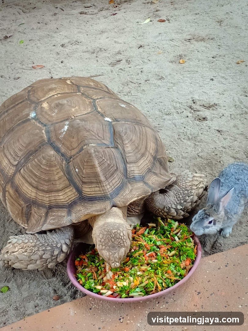 Tortoise and Rabbit Eating from a Bowl