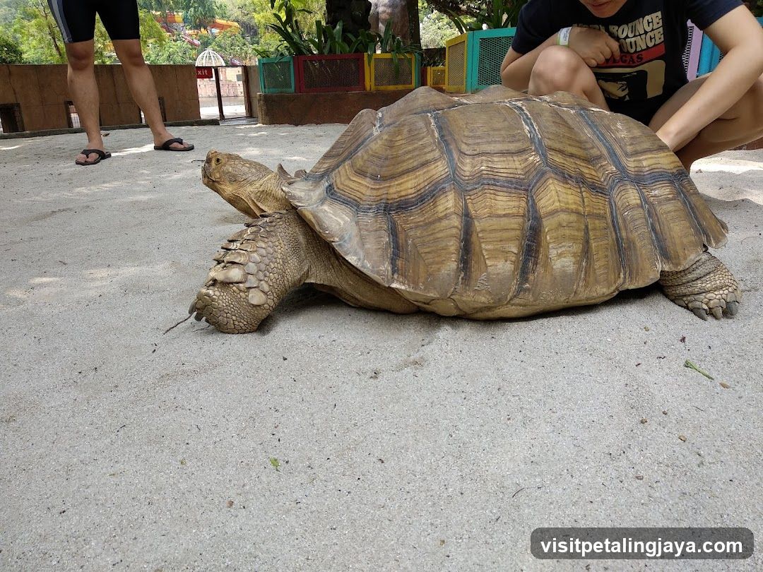 Giant Tortoise Encounter