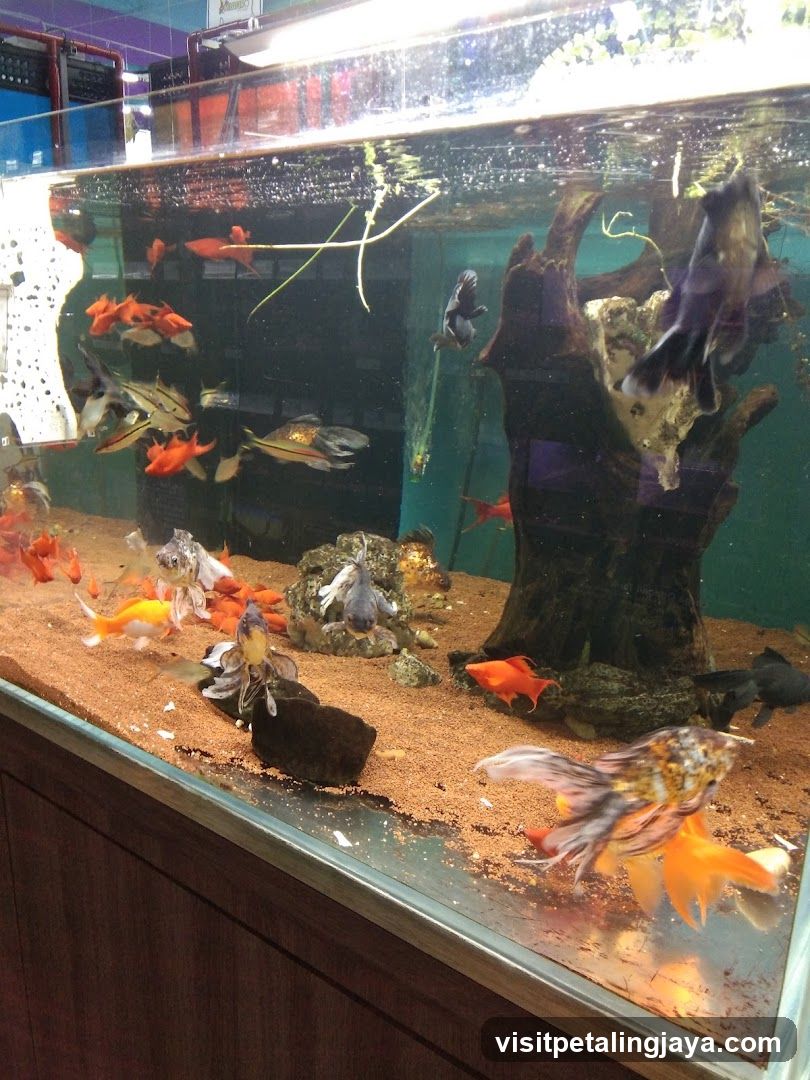 Aquarium with Various Fish