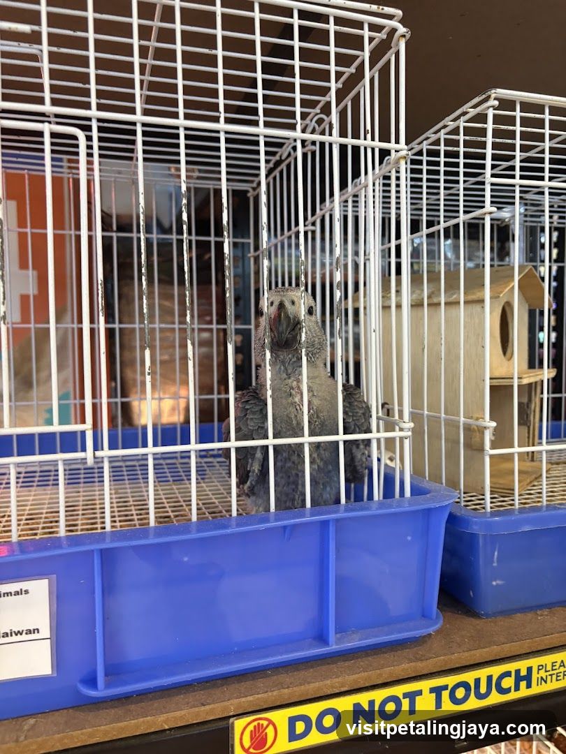 Parrot in a cage