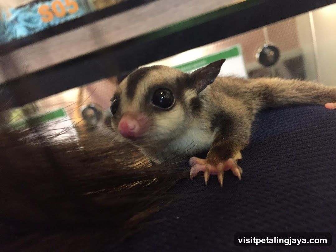 Sugar Glider