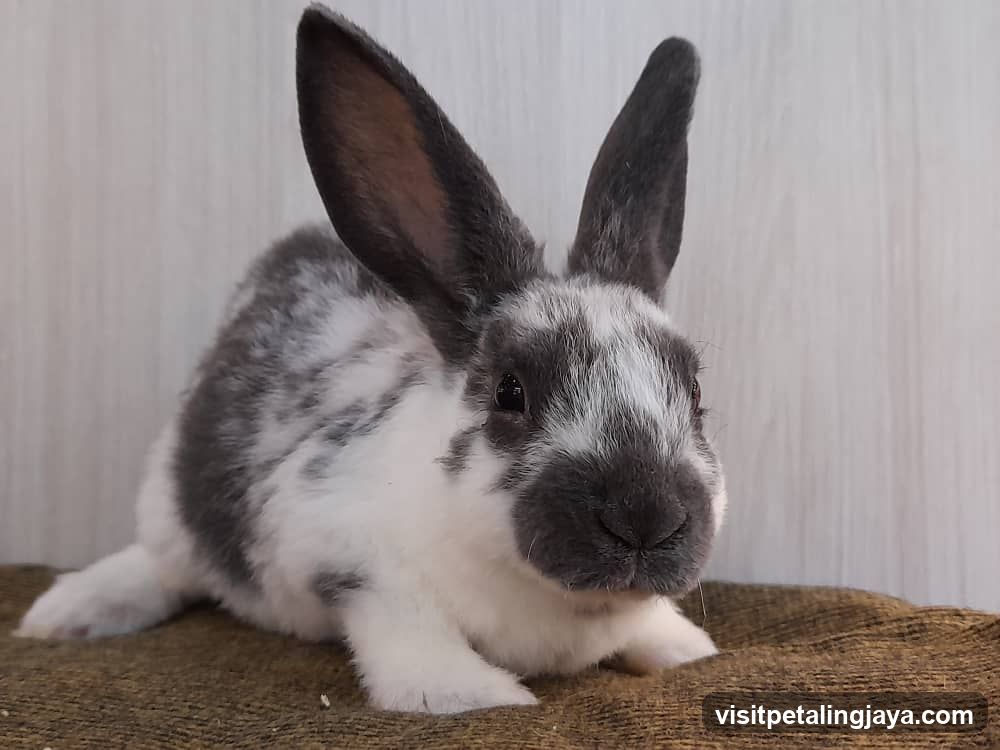Rabbit