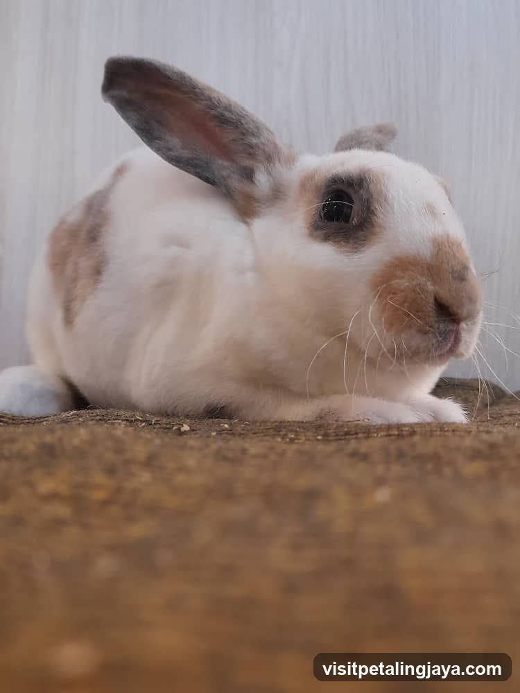 Rabbit
