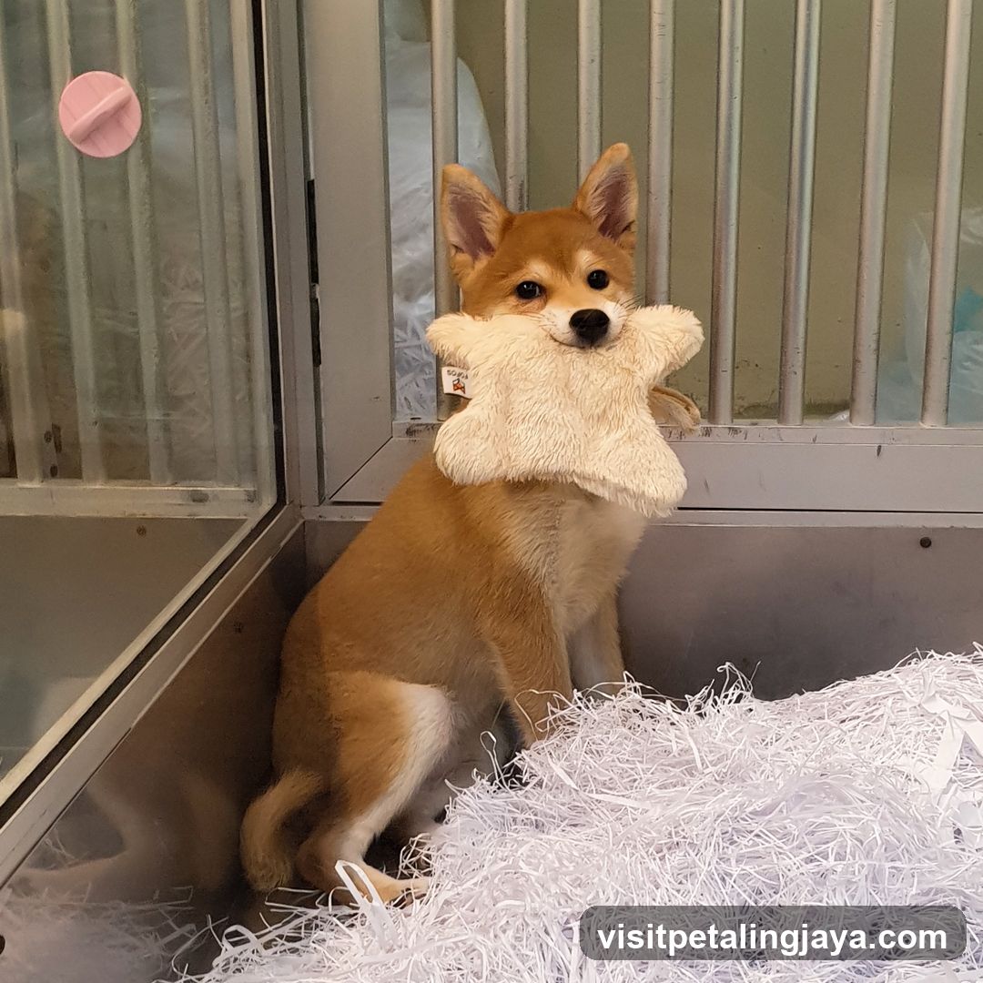 Puppy with Toy