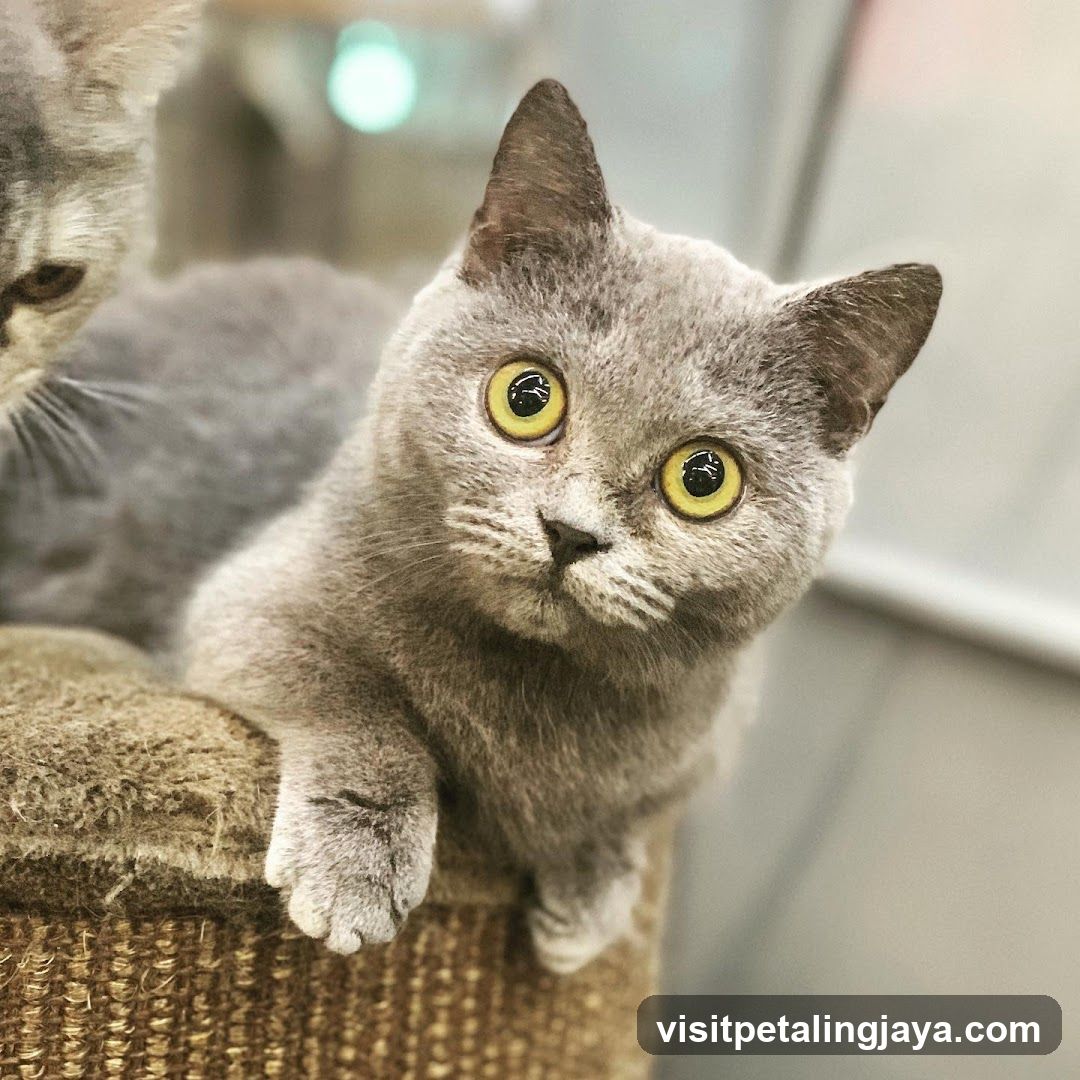 Two British Shorthair Kittens