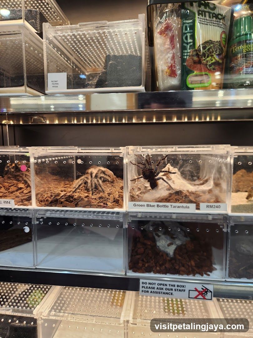 Tarantulas for Sale