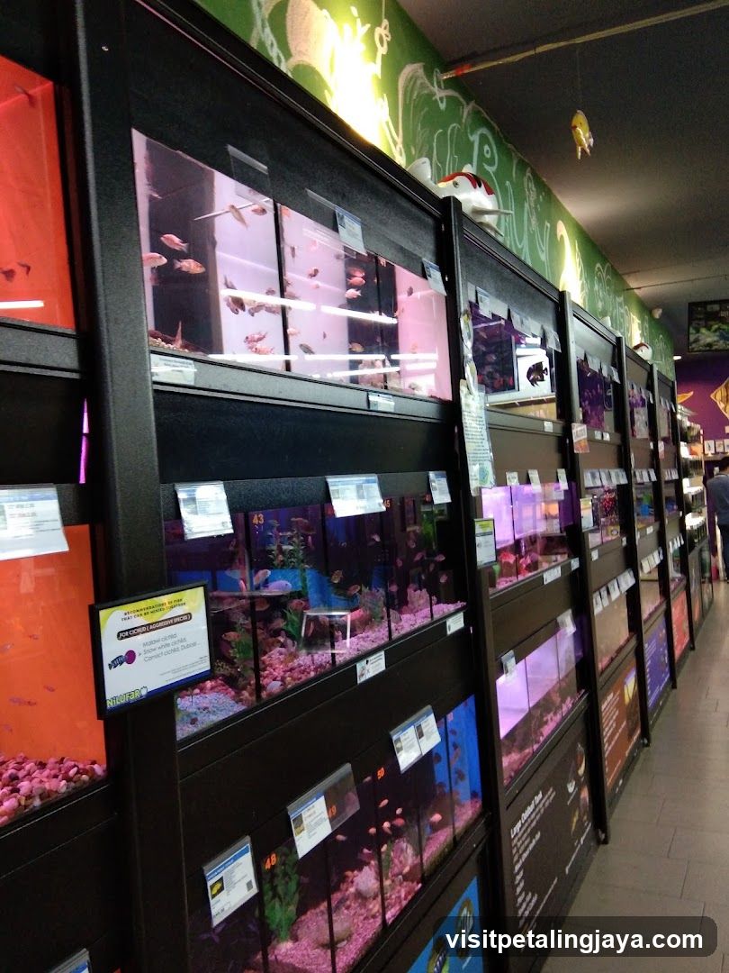 Pet Store Fish Tanks