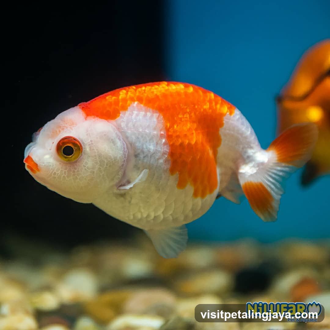 Goldfish in Aquarium