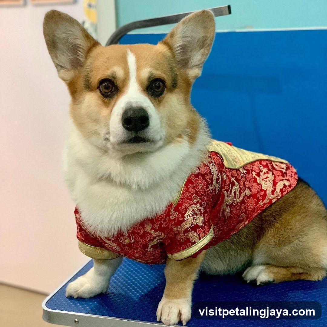 Corgi in Traditional Chinese Attire