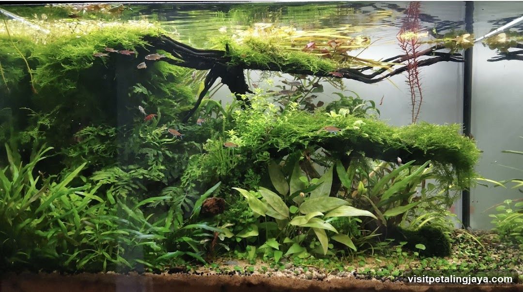 Aquarium with Lush Greenery and Small Fish