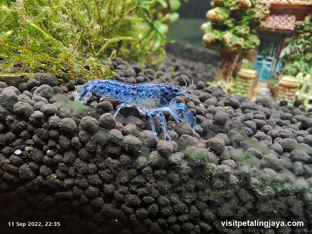 Blue Crayfish in Aquarium