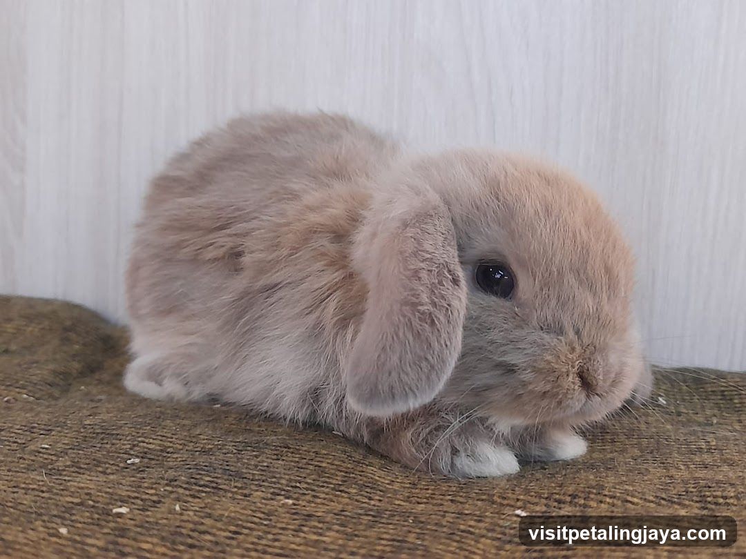 Baby Lop-Eared Rabbit