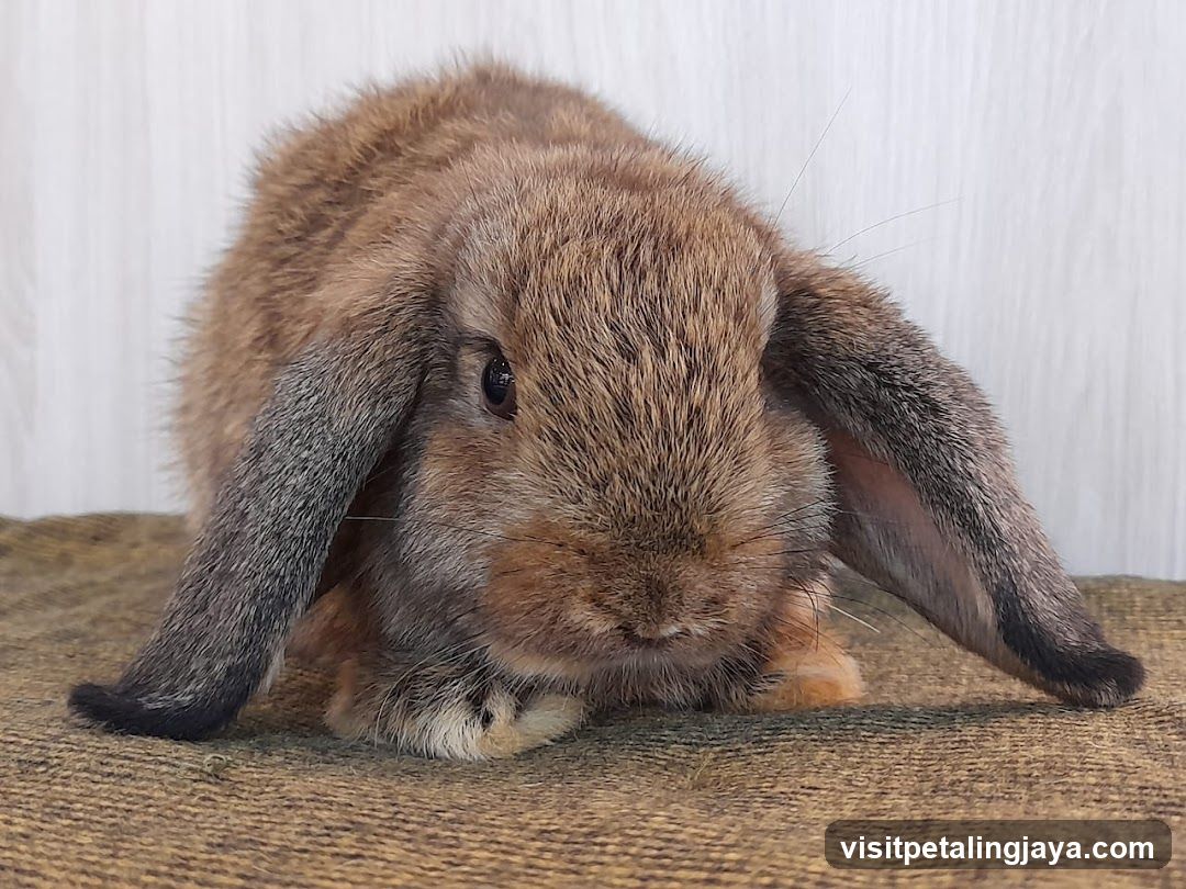 Brown lop-eared rabbit