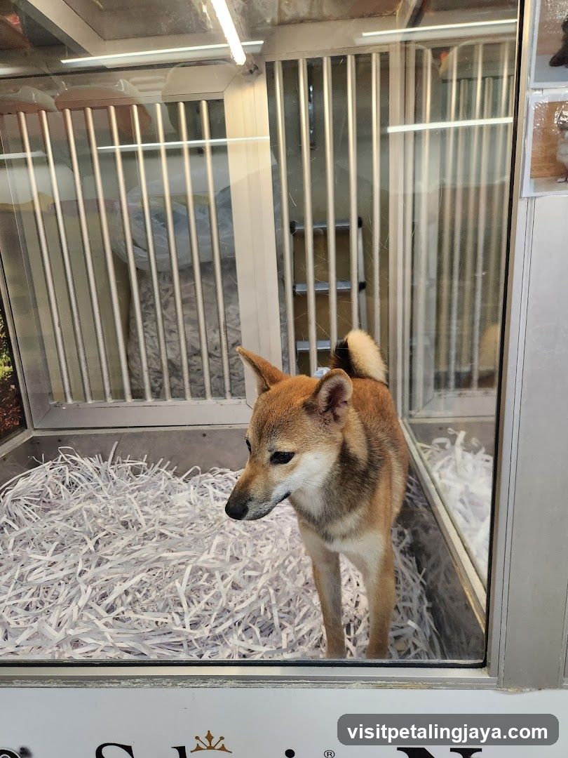 Shiba Inu in a Kennel