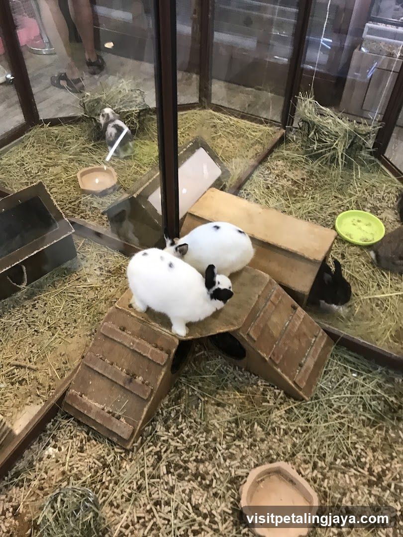 Rabbits in enclosure