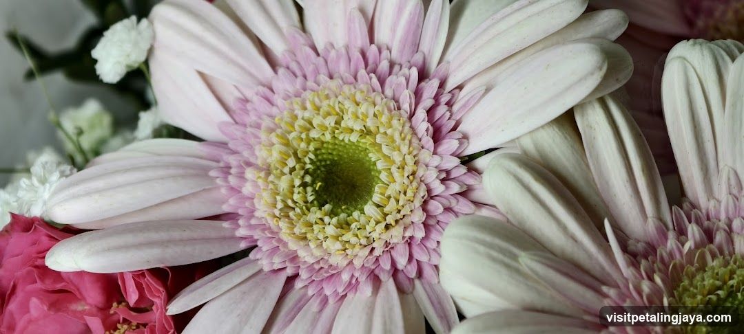 Close-up of Gerbera Daisies