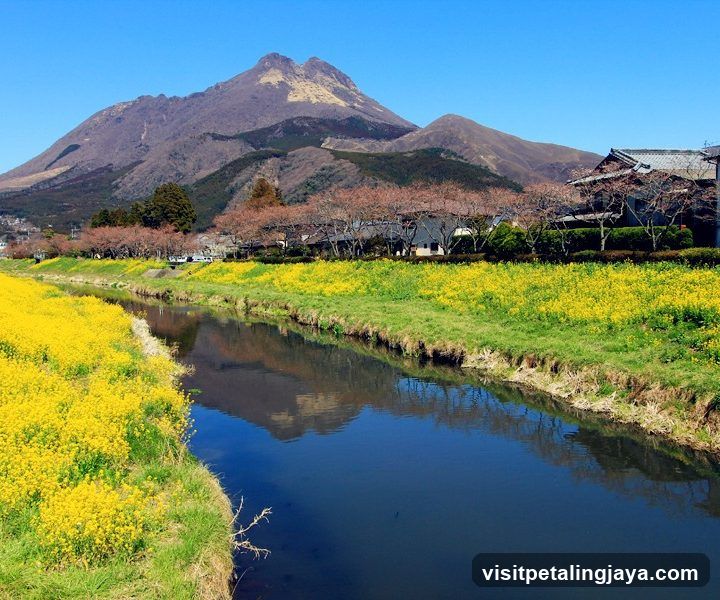 River with Yellow Flowers and Mountain Background
