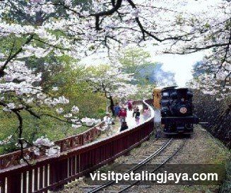 Train on Cherry Blossom Trail