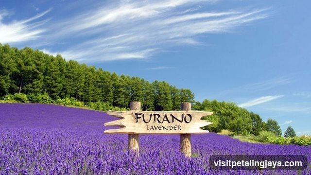 Lavender Field Signage