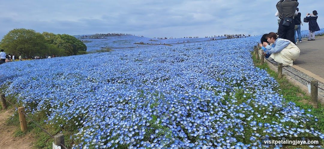 Blue Flower Field at Kasaoka Tsubaki Festival