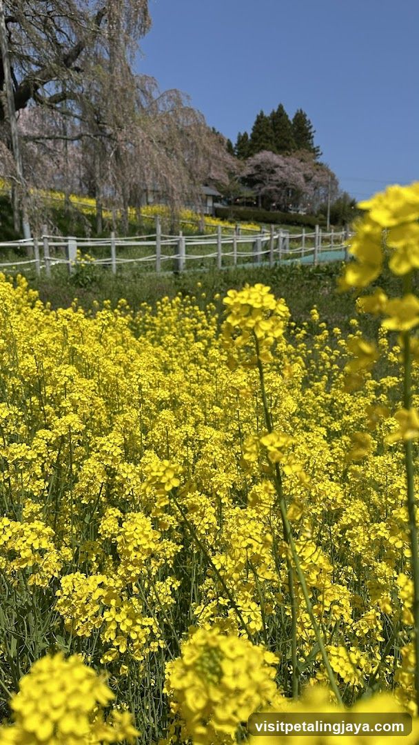 Yellow Flower Field with Cherry Blossoms